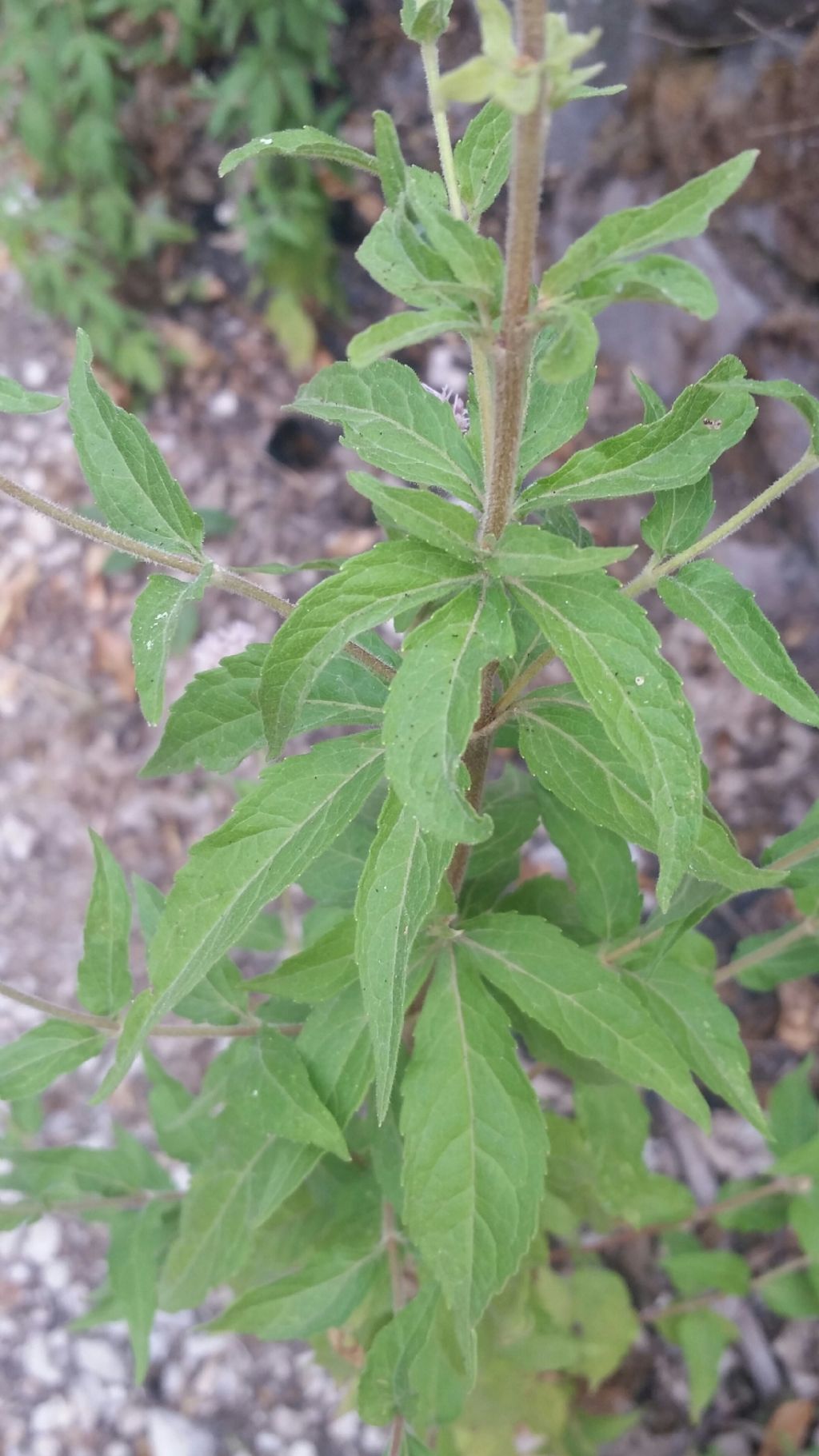 Eupatorium cannabinum